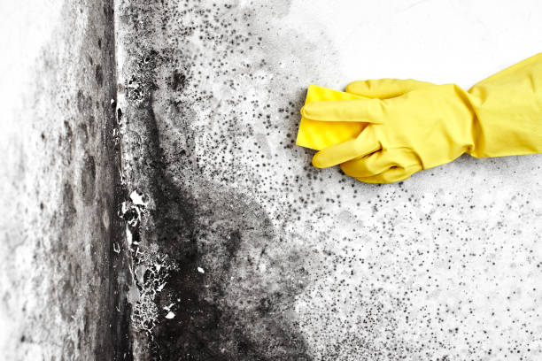 Best Black Mold Removal  in Chariton, IA