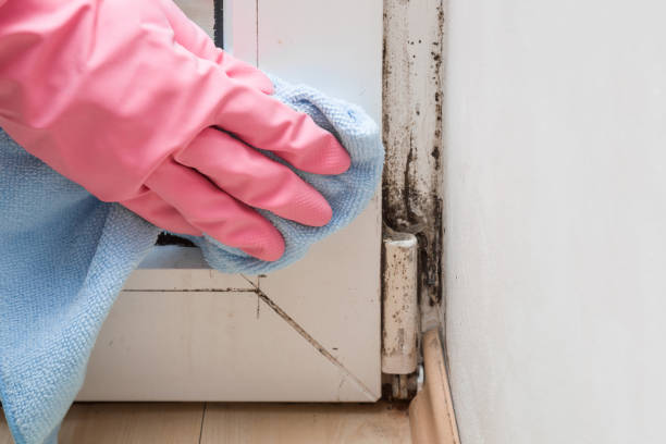 Best Office Mold Removal Services  in Chariton, IA